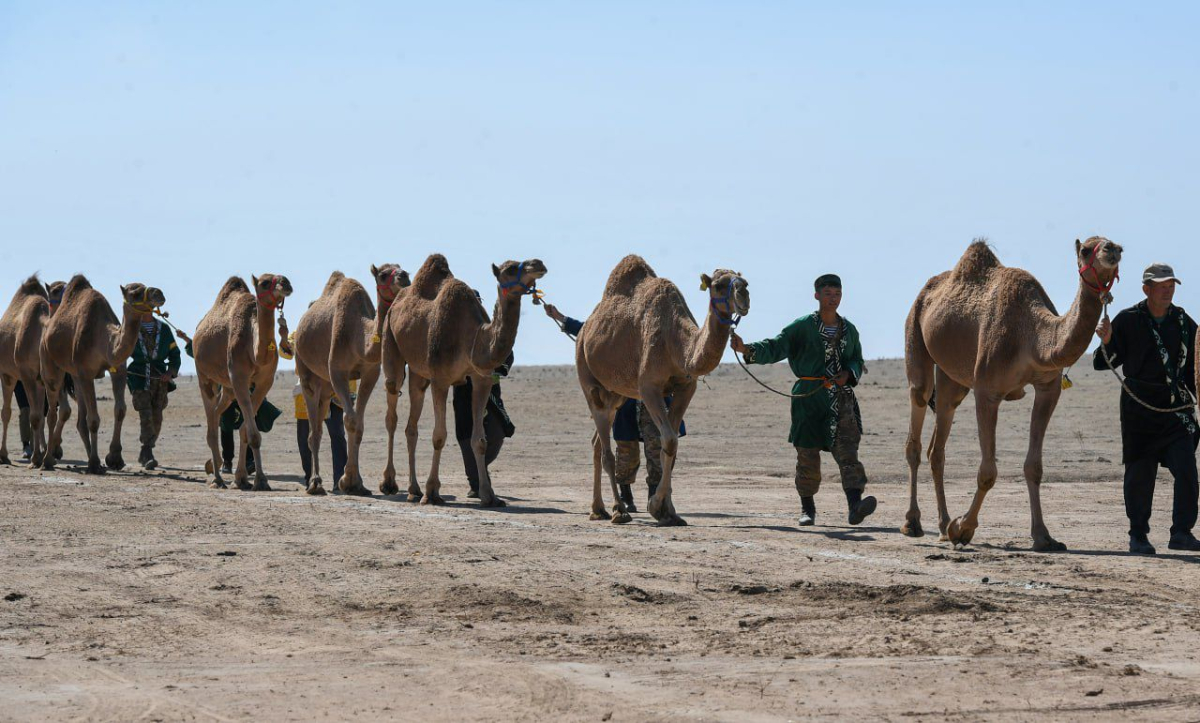 Әлемдегі ең үлкен түйе керуені Гиннес рекордтар жобасы аясында Алматы облысында өткізілді