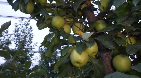 Бау-бақша шаруашылығының қыр - сыры