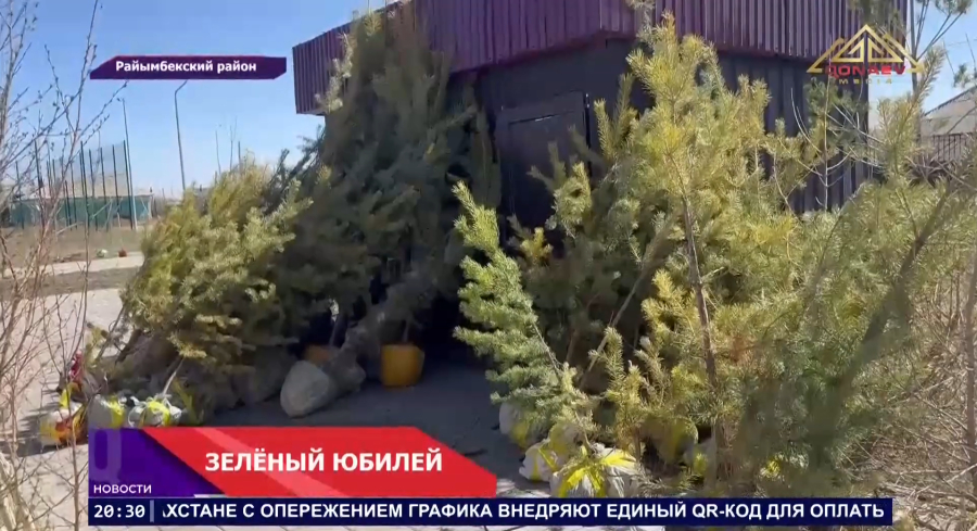 В честь 90-летия Райымбекского района высаживают 9 тысяч деревьев!
