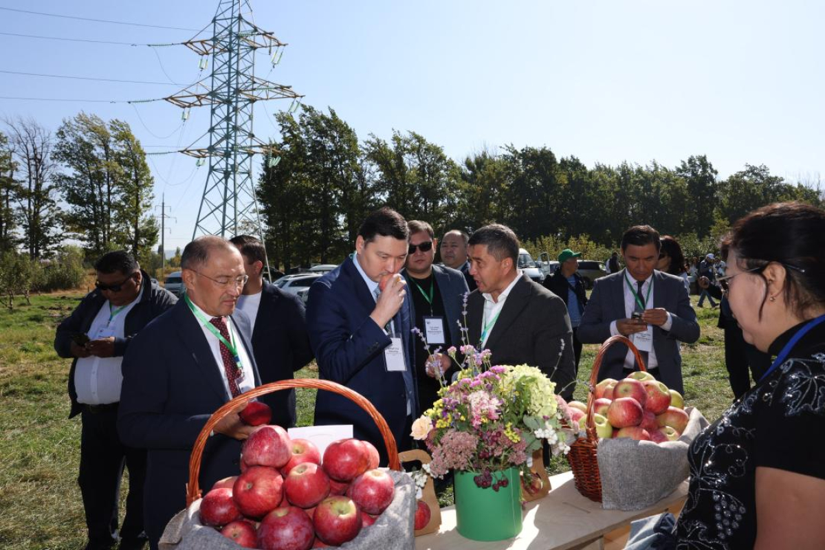 Талғардағы дәстүрлі «Бақ күні»: әйгілі апорт қайта жанданады