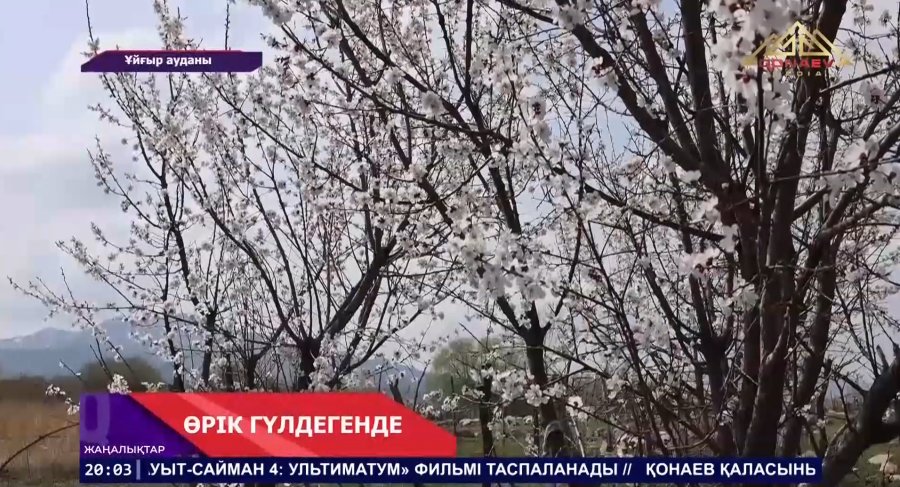 В Уйгурском районе  фермеры готовятся к большому урожаю!