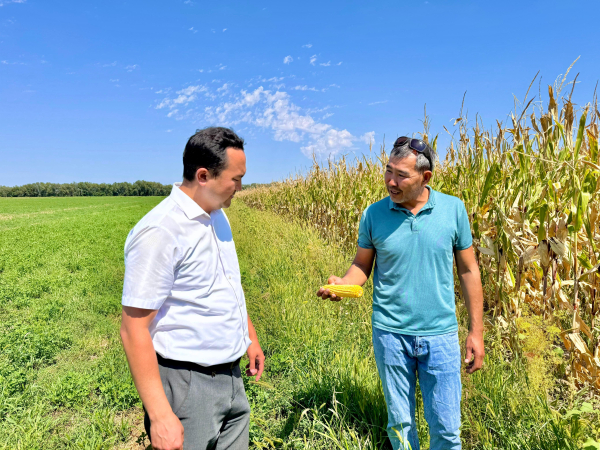 Шеңгелдіде өсірілген жүгеріден тәтті таяқшалар өндіріледі