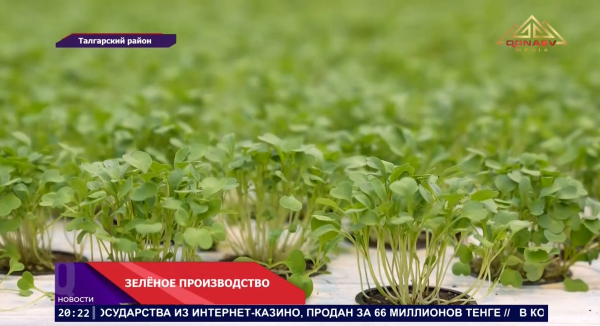 Тепличный комплекс GREEN ECO готовится к расширению рынка