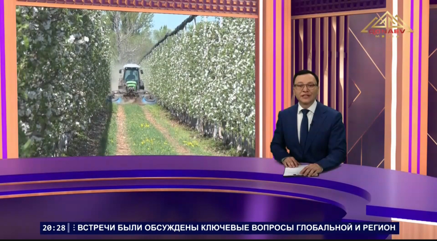 Яблони в цвету