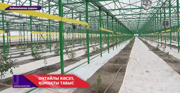 Ават ауылындағы жылыжайда лимон өсіріледі