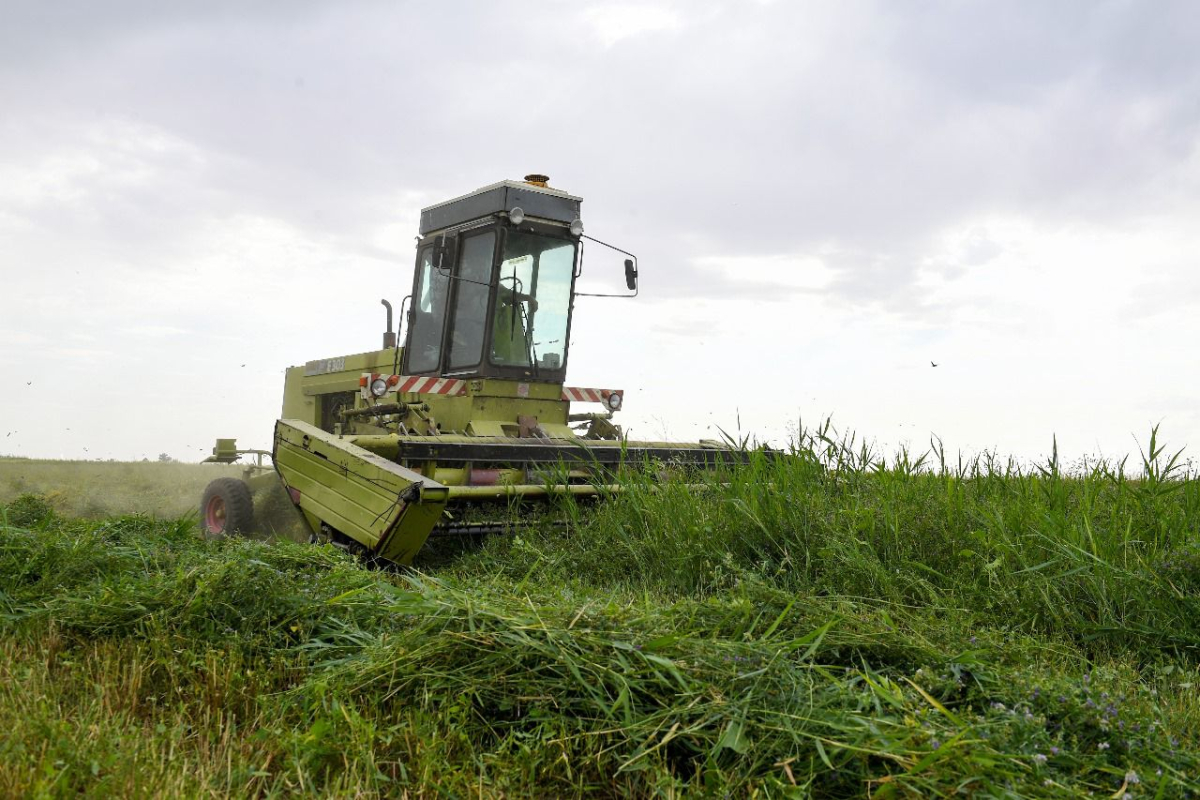 Диқаншылық