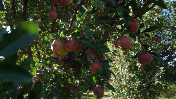 Алматы облысында ауыл шаруашылығы қарқынды дамуда
