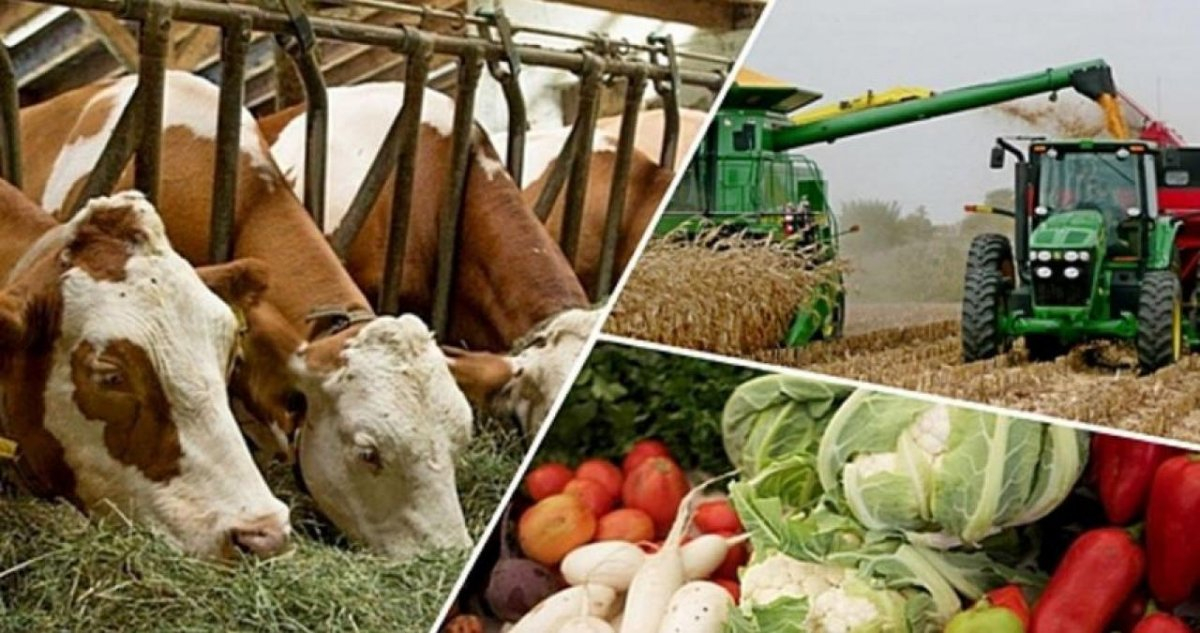 Алматы облысы – агросалада үздіктер қатарында