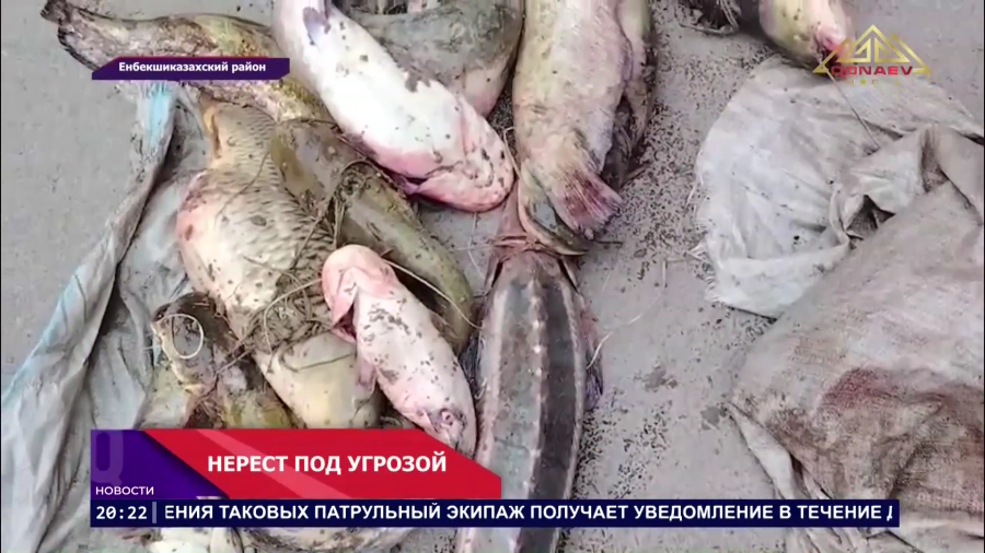 Нерест под угрозой
