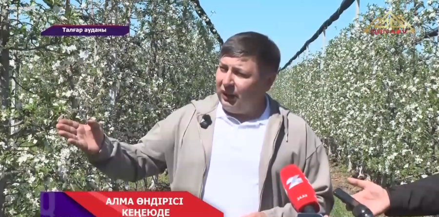 Алма өндірісі