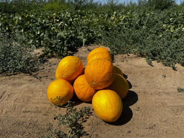 Қонаев маңында алғаш рет қауын егіліп, гектарына 40 тонна өнім жиналуда