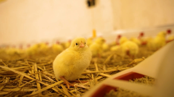 Құс фабрикасындағы бір күн