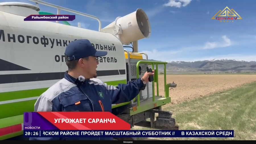 Саранча угрожает посевам Райымбекского района