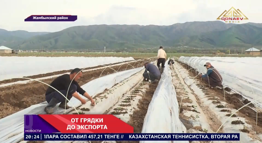 От грядки до экспорта