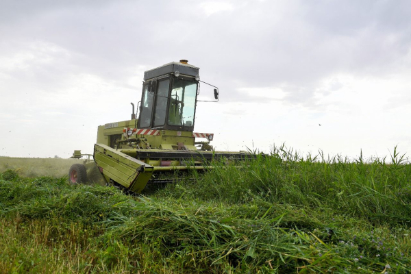 В Балхашском районе собрали более 3,4 тысячи тонн зерна
