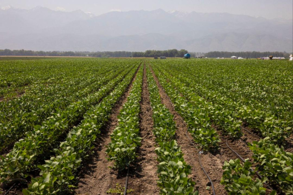 Алматы облысында егін жинау науқаны аяқталуға жақындады