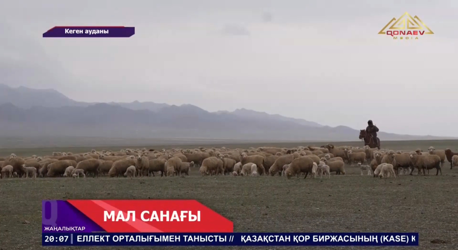 Мал санағы