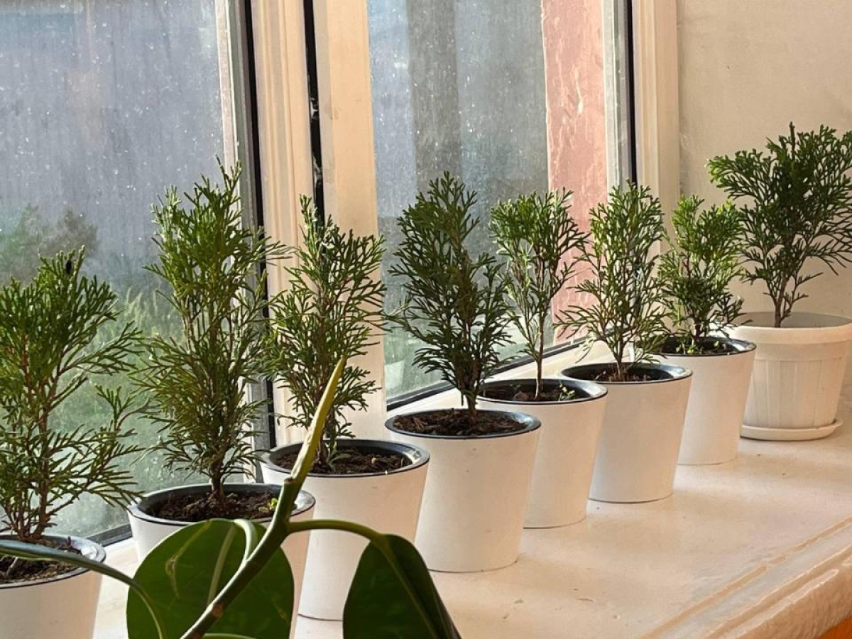 Алматы облысында ҚР Президентінің тапсырмасы аясында 76 мыңнан астам ағаш отырғызылды